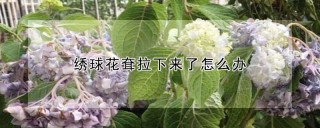 绣球花耷拉下来了怎么办,第1图