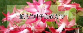 蟹瓜兰叶子变软为何,第1图