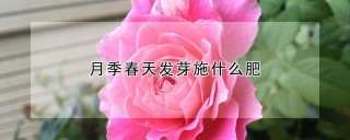 月季春天发芽施什么肥,第1图