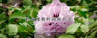 牡丹修剪时间和方法,第1图