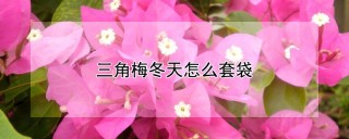 三角梅冬天怎么套袋,第1图