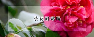 茶花耐寒吗,第1图