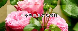 月季春天发芽后管理,第1图