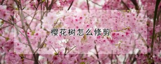 樱花树怎么修剪,第1图