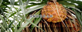 凤梨树长什么样,第1图