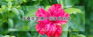 扶桑花是哪个国家的国花,第1图