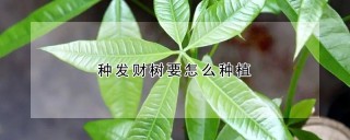 种发财树要怎么种植,第1图