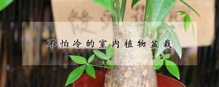 不怕冷的室内植物盆栽,第1图