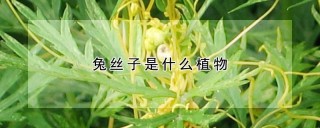 兔丝子是什么植物,第1图