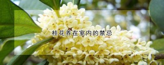 桂花养在室内的禁忌,第1图