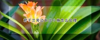 君子兰旁边长出小株怎么处理,第1图