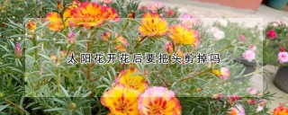 太阳花开花后要把头剪掉吗,第1图