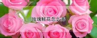 玫瑰鲜花怎么养,第1图