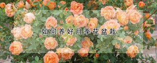 如何养好月季花盆栽,第1图