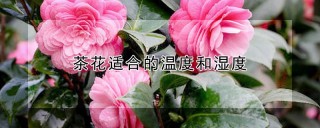 茶花适合的温度和湿度,第1图