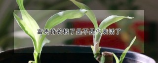 富贵竹长根了是不是代表活了,第1图