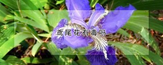 鸢尾花有毒吗,第1图