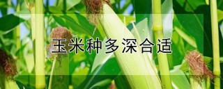 玉米种多深合适,第1图