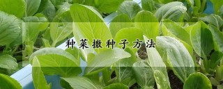 种菜撒种子方法,第1图