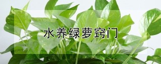 水养绿萝窍门,第1图