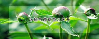 水插芍药花苞几天开,第1图