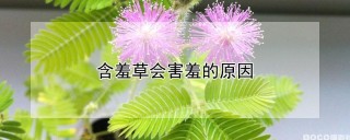 含羞草会害羞的原因,第1图