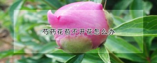 芍药花苞不开花怎么办,第1图