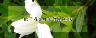 栀子花2月份修剪方法,第1图