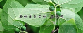 朴树是什么树,值钱吗,第1图