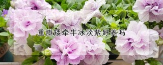 重瓣矮牵牛冰淡紫好养吗,第1图