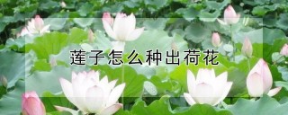 莲子怎么种出荷花,第1图