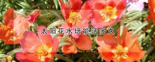 太阳花水培能活多久,第1图