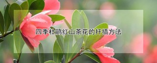 四季杜鹃红山茶花的扦插方法,第1图