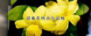 迎春花特点与品格,第1图