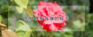 怎样修剪玫瑰的枝干,第1图