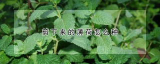 剪下来的薄荷怎么种,第1图