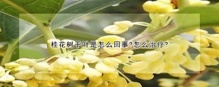 桂花树干叶是怎么回事?怎么治疗?,第1图