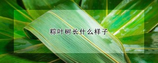 粽叶树长什么样子,第1图