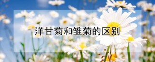 洋甘菊和雏菊的区别,第1图