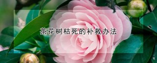 茶花树枯死的补救办法,第1图