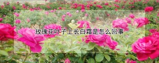 玫瑰花叶子上长白霜是怎么回事,第1图