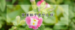 夏堇种子是什么样,第1图