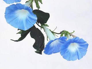 牵牛花什么时候开花，牵牛花在每年6-10月开花,第1图