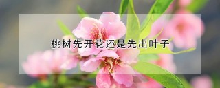 桃树先开花还是先出叶子,第1图