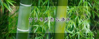 竹子冬天怎么浇水,第1图