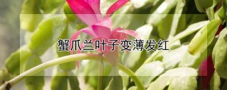 蟹爪兰叶子变薄发红,第1图