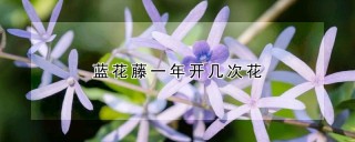 蓝花藤一年开几次花,第1图