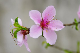 桃花什么时候开,第2图