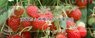 草莓怎么种植方法 在家阳台,第1图