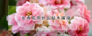 长寿花用什么砧木嫁接,第1图